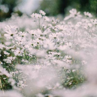 开元棋脾26888官方版最新版